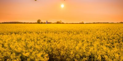 The sun setting over a field of yellow flowers.